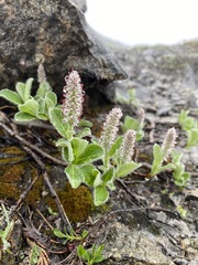 Salix arctica