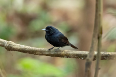Knipolegus poecilocercus