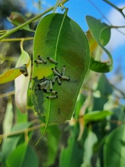 Paropsisterna cloelia
