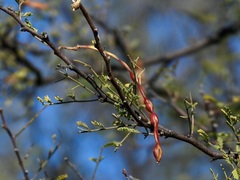 Vachellia constricta