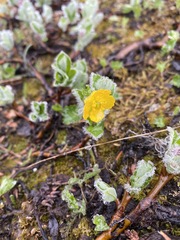 Ranunculus eschscholtzii