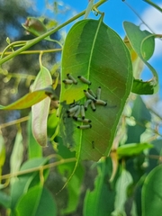 Paropsisterna cloelia