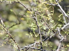 Vachellia constricta