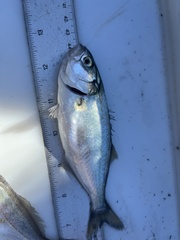 Cynoscion regalis