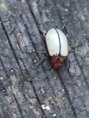 Poecilesthus suturalis