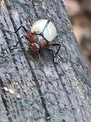 Poecilesthus suturalis