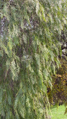 Schinus molle
