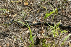 Spilotes pullatus