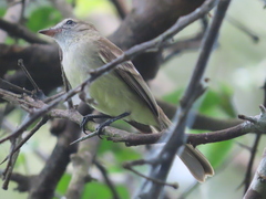 Nesotriccus incomtus