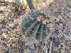 Ferocactus