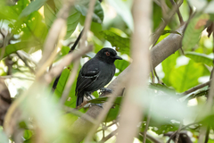 Myrmoborus melanurus