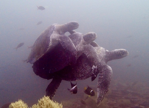 Green sea turtle