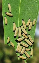Paropsisterna cloelia
