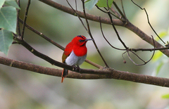 Aethopyga temminckii