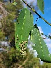 Paropsisterna cloelia