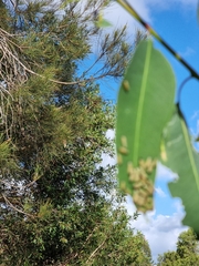 Paropsisterna cloelia