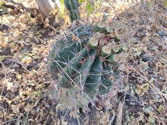 Ferocactus