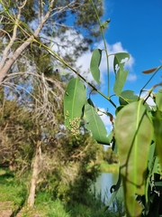 Paropsisterna cloelia