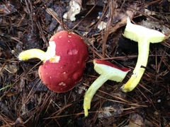 Boletus roodyi