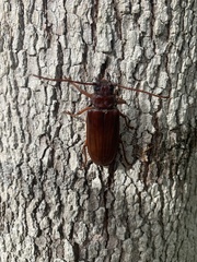 Agrianome spinicollis