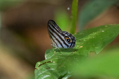 Chloreuptychia chlorimene