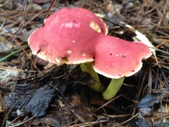 Boletus roodyi