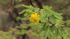 Vachellia nilotica