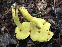 Boletus roodyi