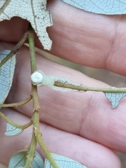 Thomisus spectabilis