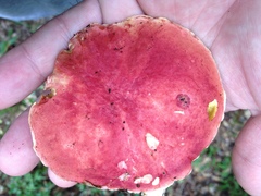 Boletus roodyi