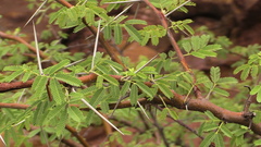 Vachellia nilotica