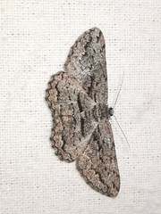 Scioglyptis canescaria