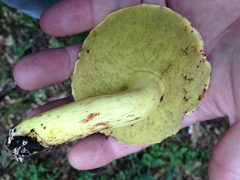Boletus roodyi