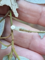 Thomisus spectabilis