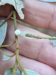 Thomisus spectabilis