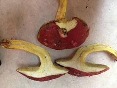 Boletus roodyi