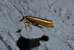Orocrambus melitastes