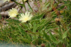 Schlagintweitia intybacea