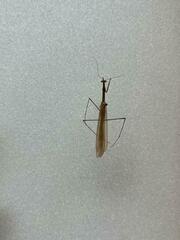 Bistanta mexicana