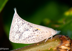 Lawana conspersa