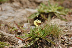 Schlagintweitia intybacea