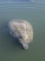 Trichechus manatus latirostris