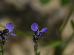 Comesperma