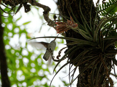 Elliotomyia chionogaster