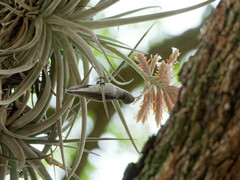 Elliotomyia chionogaster