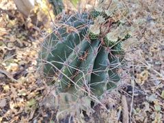 Ferocactus