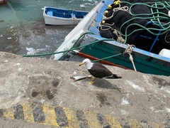 Larus belcheri
