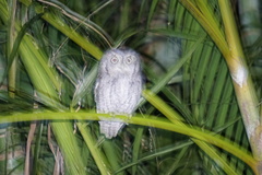 Megascops asio floridanus