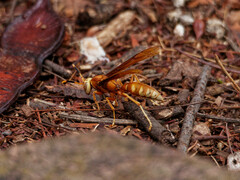 Polistes cavapyta