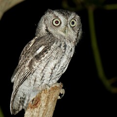 Megascops asio floridanus